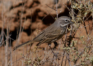 Bell’s Sparrow
