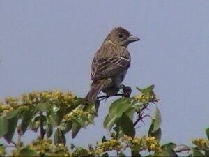 Black-headed Bunting