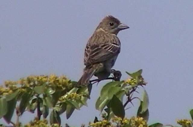 Black-headed Bunting