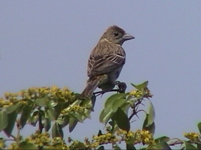 Old World Buntings of Wales