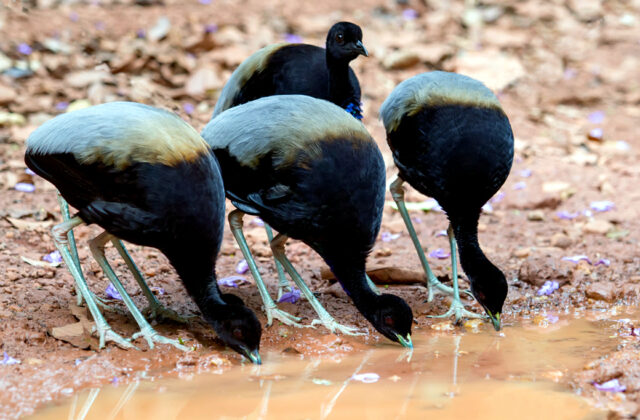 Grey-winged Trumpeter