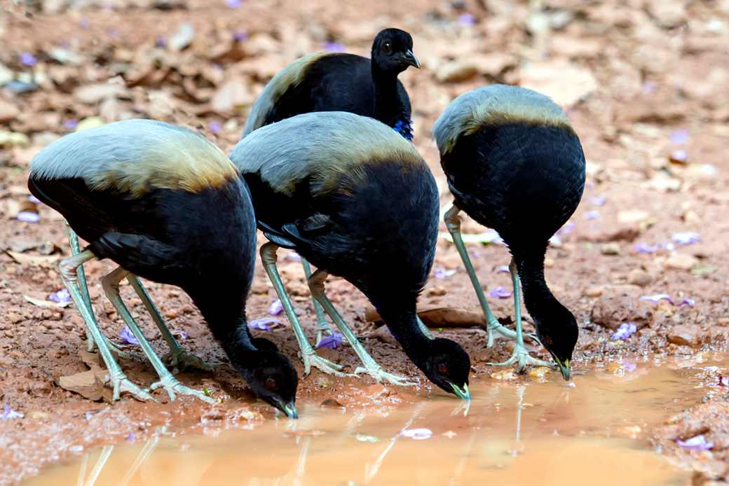 Grey-winged Trumpeter