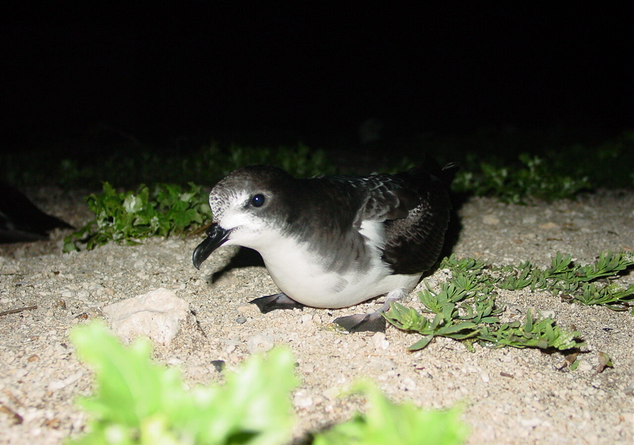 Bonin Petrel