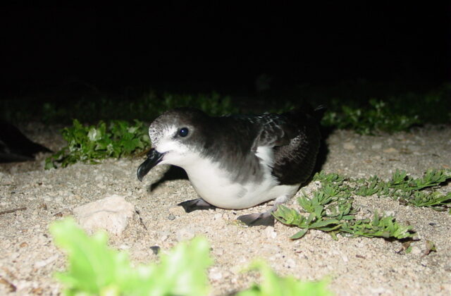 Bonin Petrel