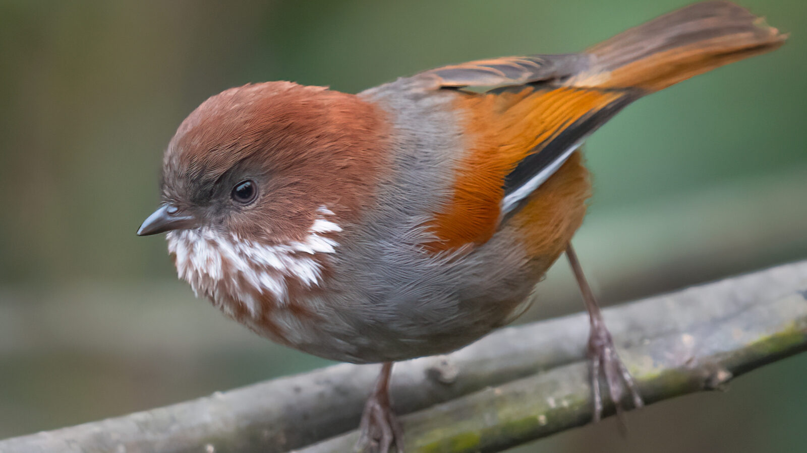 Brown-throated Fulvetta