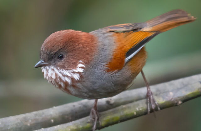 Brown-throated Fulvetta