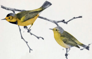Bachman’s Warbler