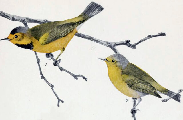 Bachman’s Warbler