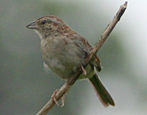 Bachman’s Sparrow