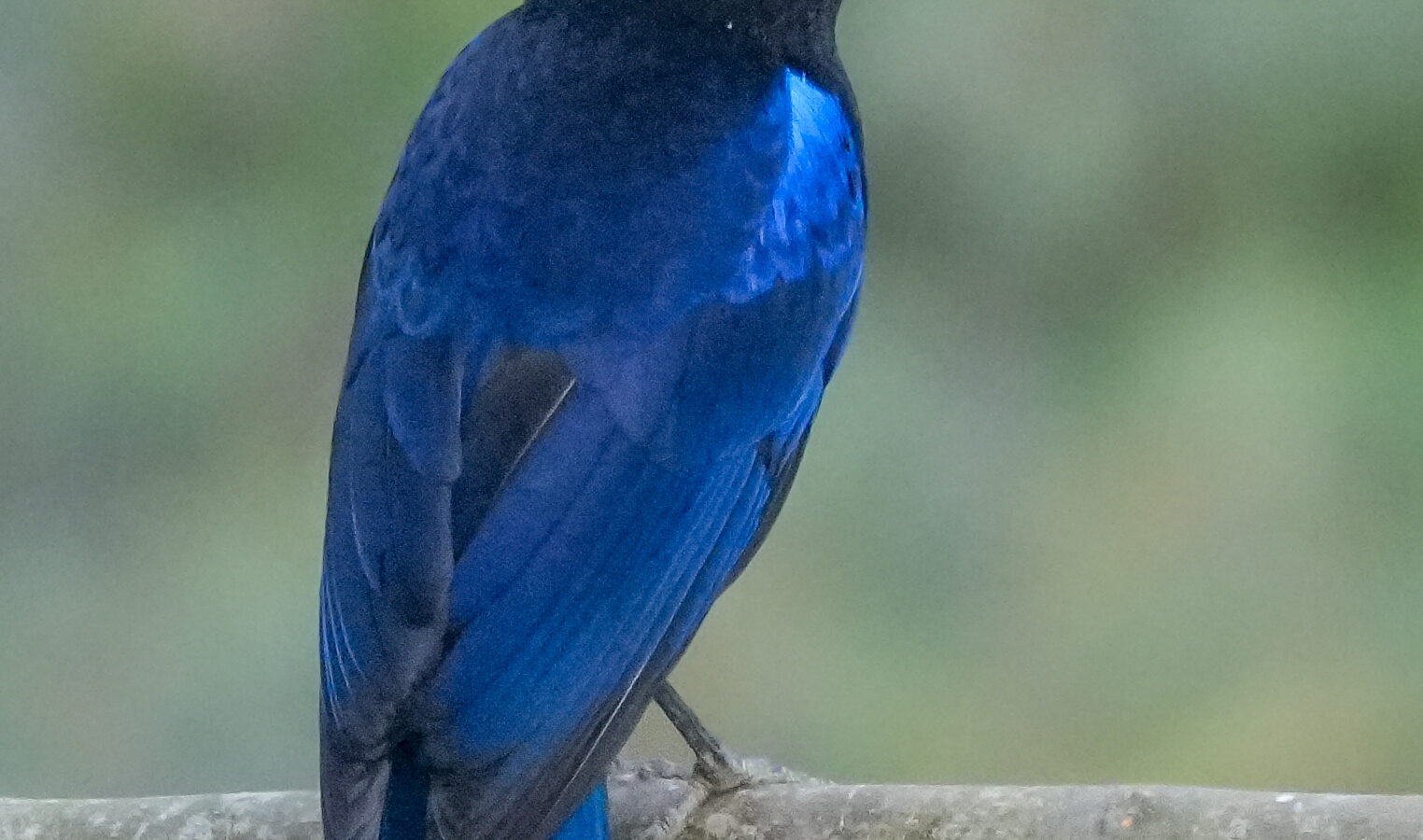 Malabar Whistling Thrush