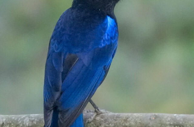 Malabar Whistling Thrush