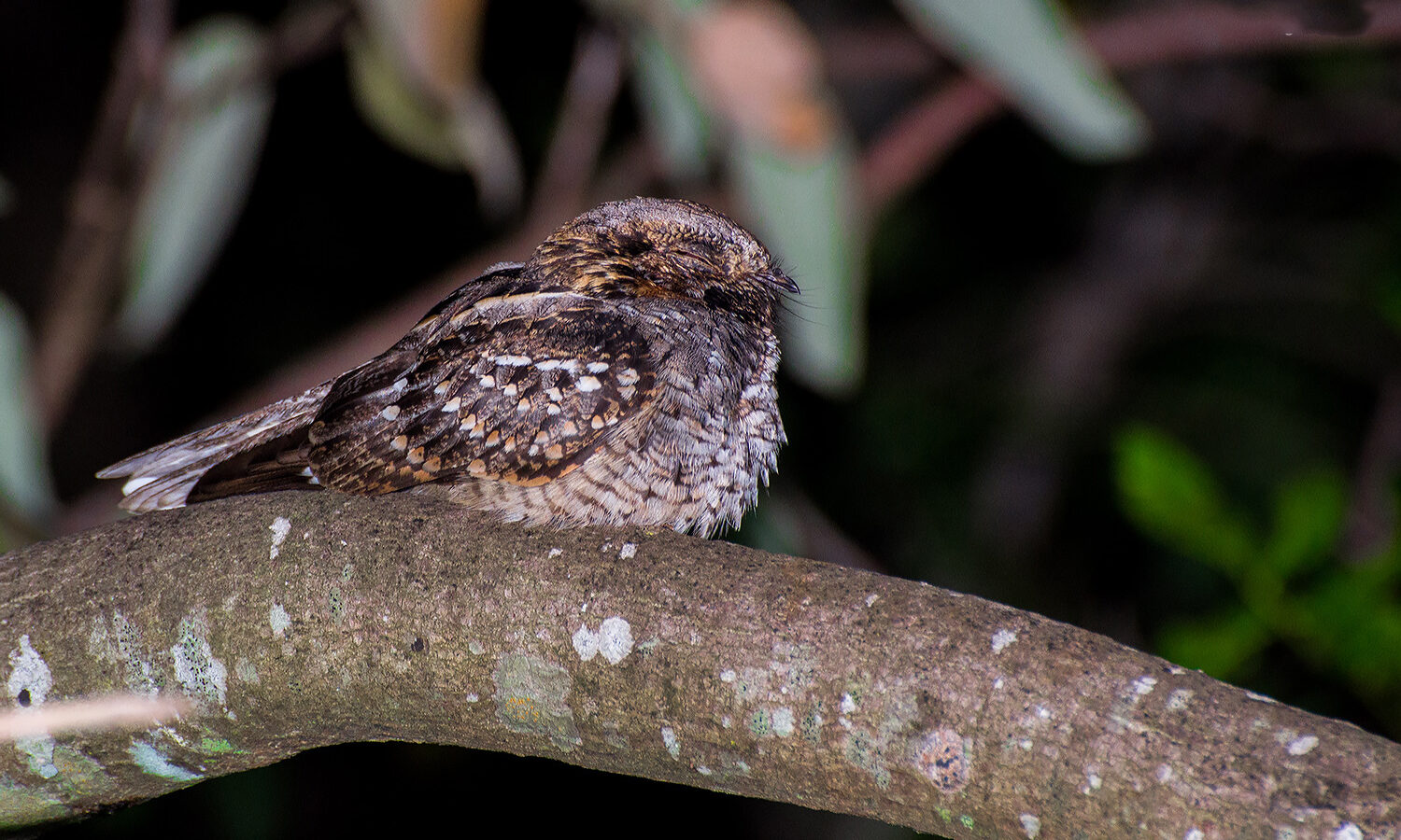 Little Nightjar