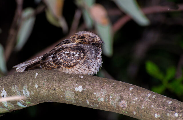 Little Nightjar