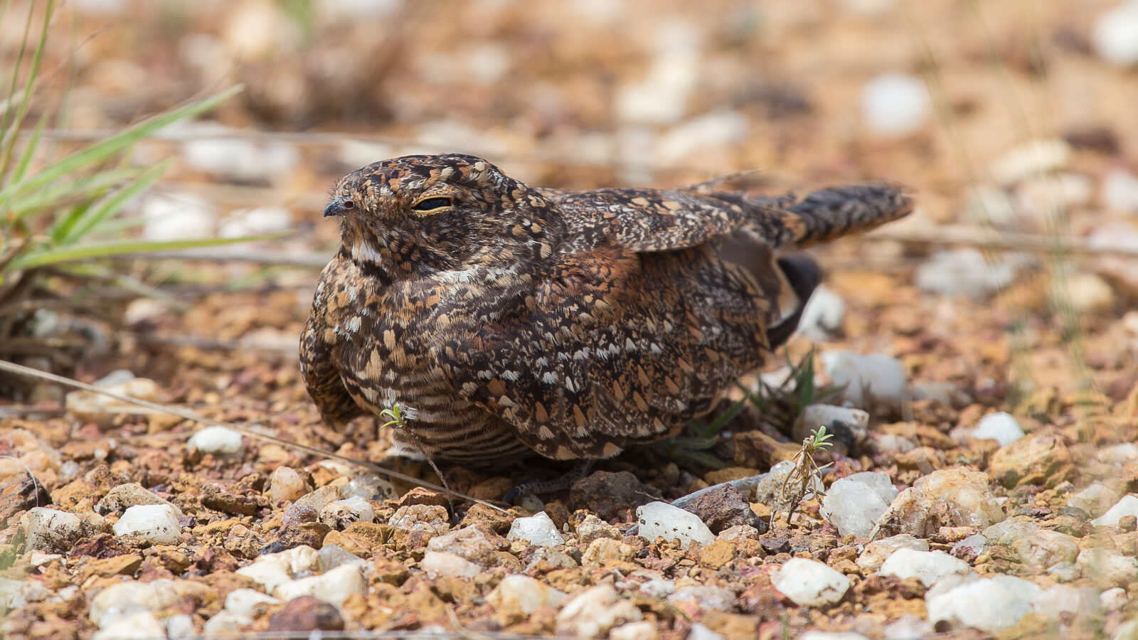 Least Nighthawk