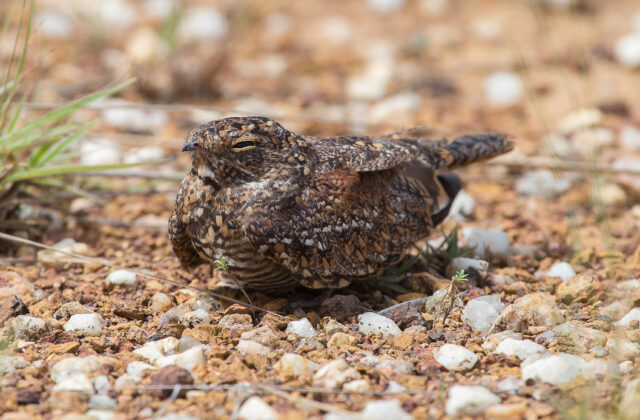 Least Nighthawk