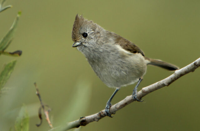 Oak Titmouse