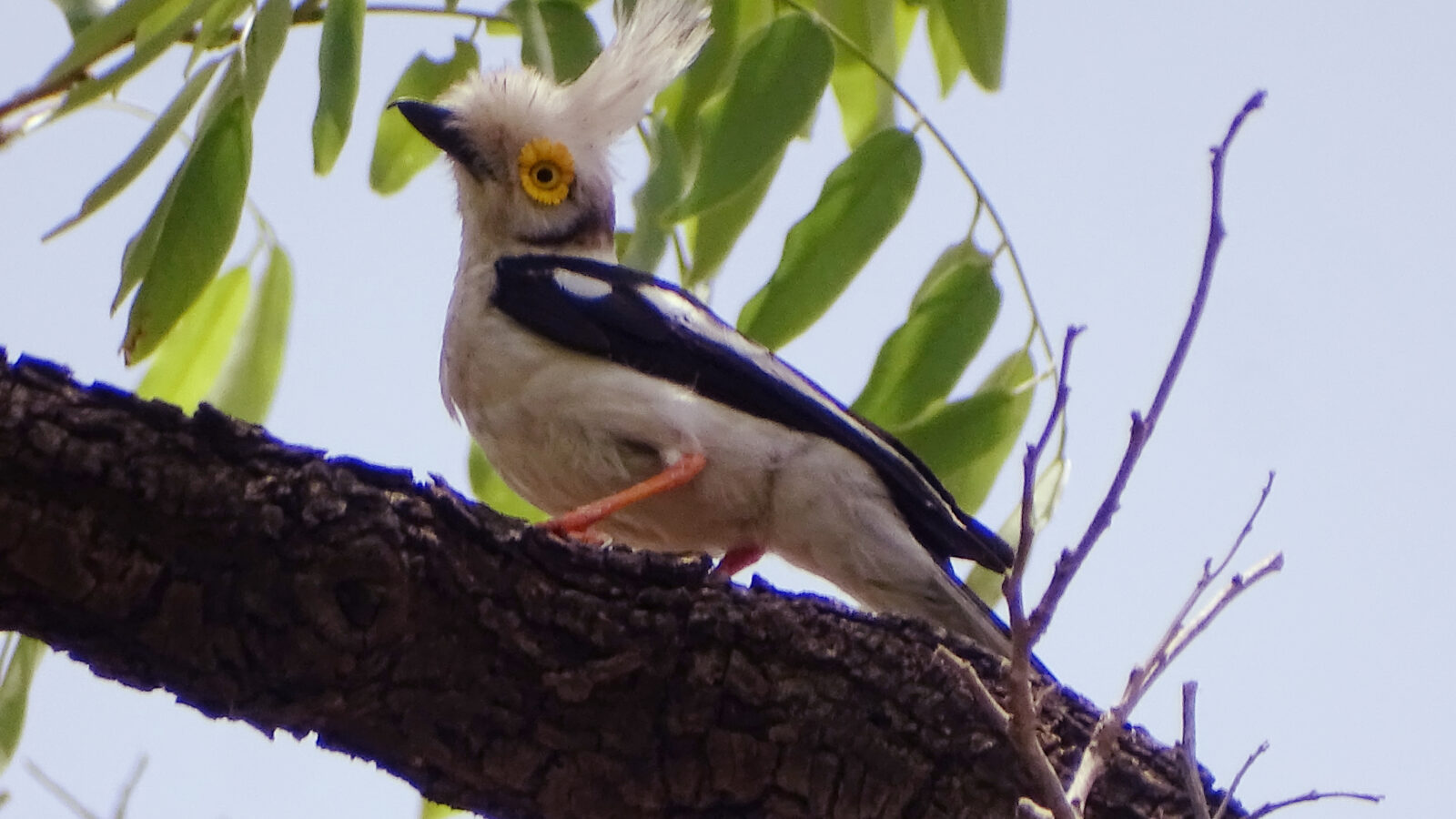 White-crested Helmetshrike