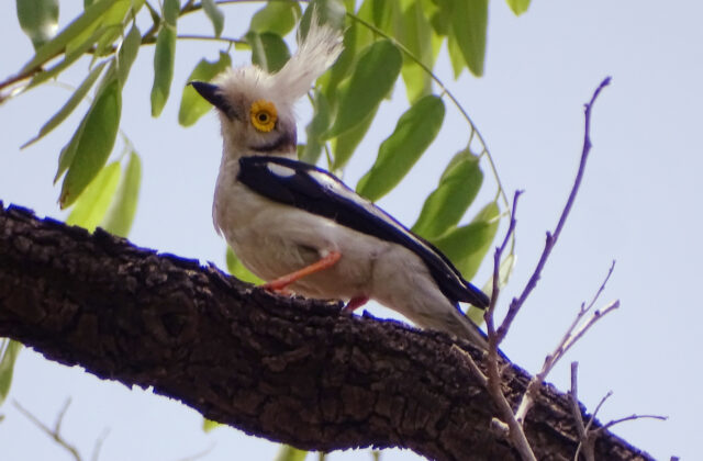 White-crested Helmetshrike