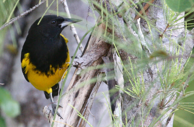Bahama Oriole