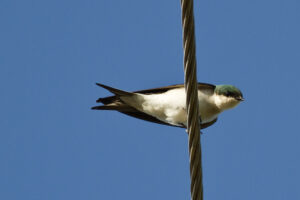 Bahama Swallow