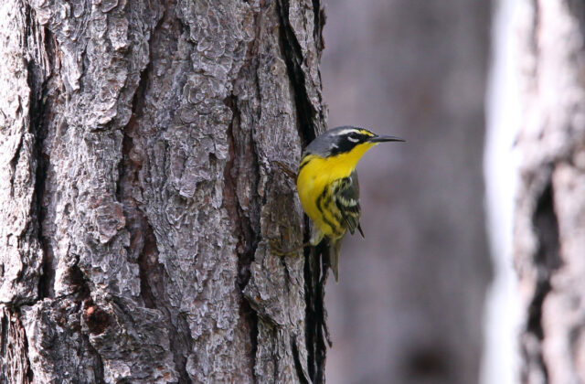 Bahama Warbler