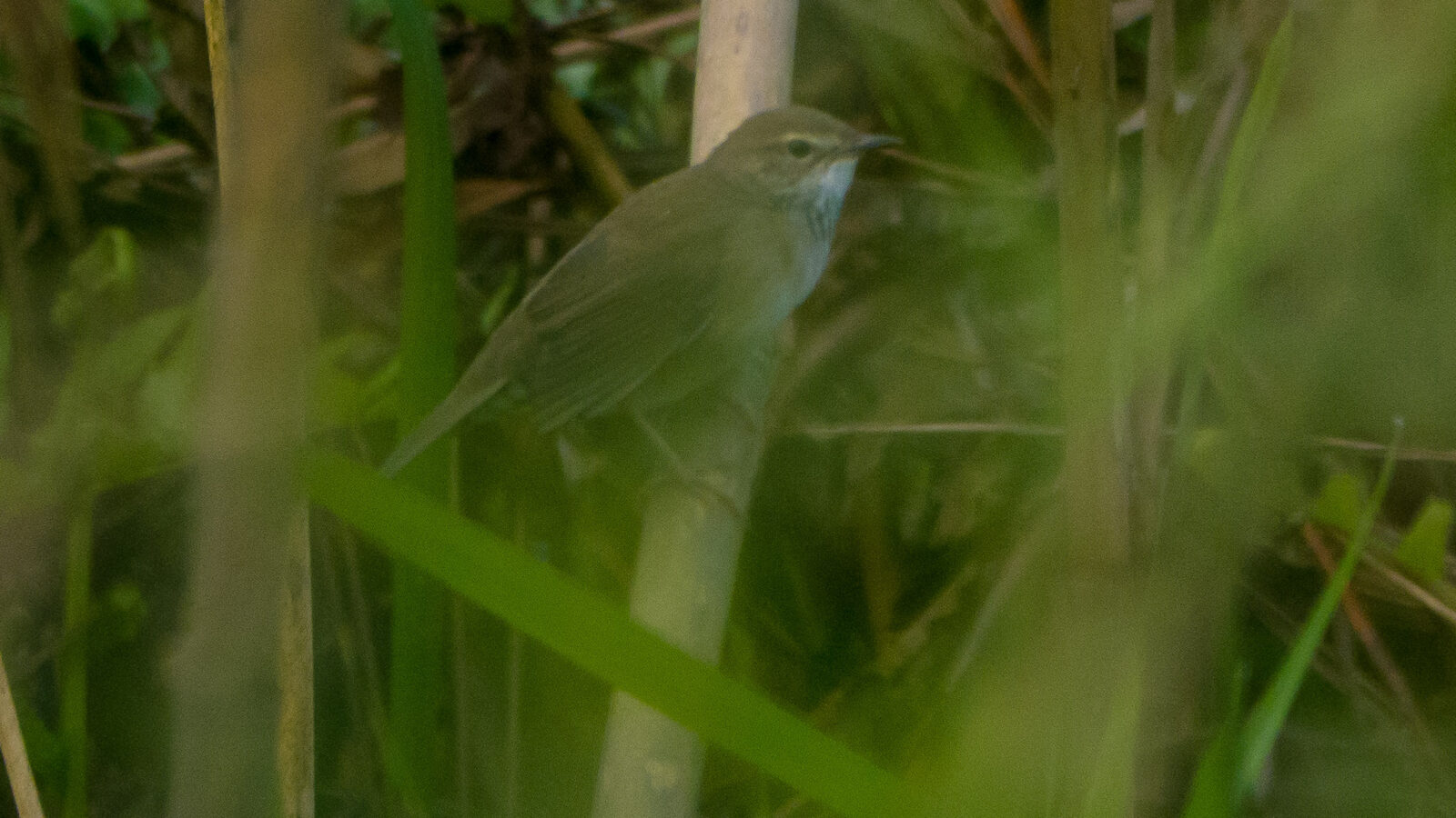 Baikal Bush Warbler