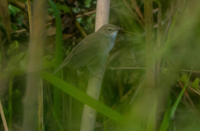 Baikal Bush Warbler