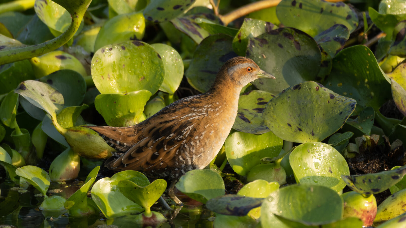 Baillon’s Crake