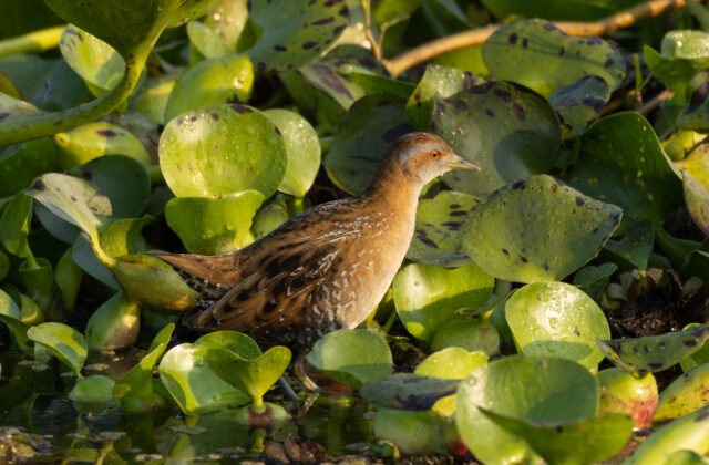 Baillon’s Crake
