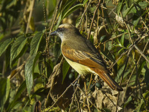 Baird’s Flycatcher