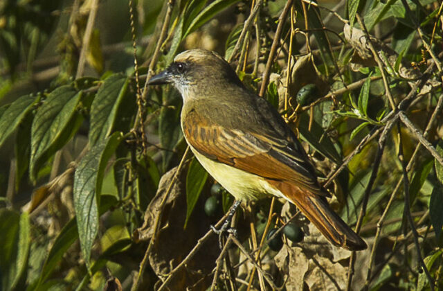 Baird’s Flycatcher
