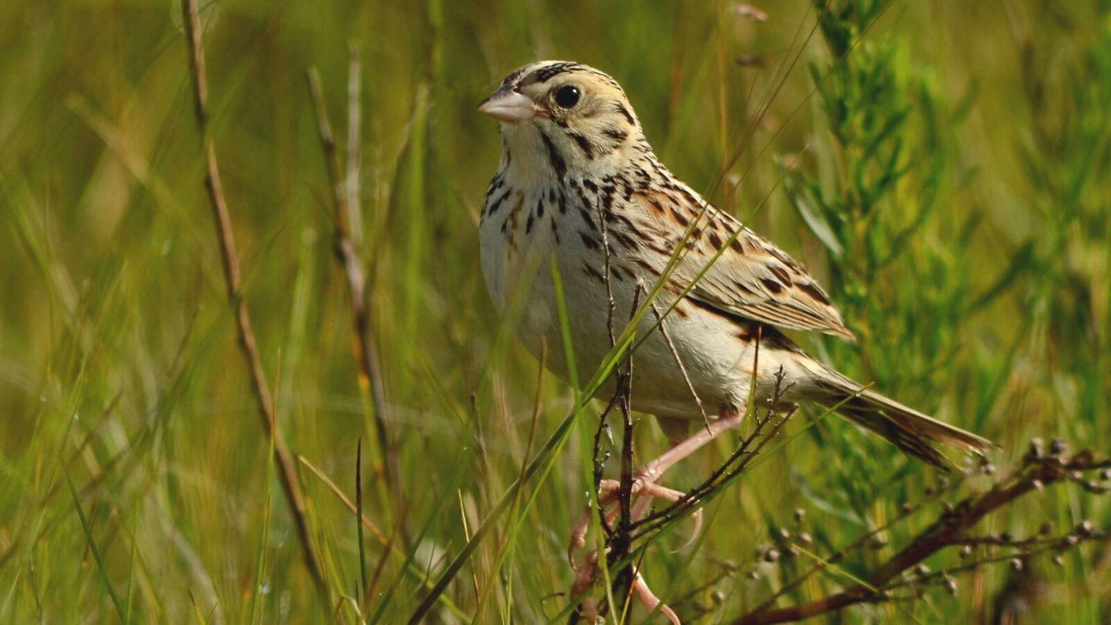 Baird’s Sparrow