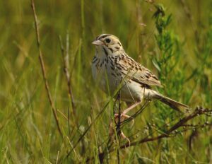 Baird’s Sparrow