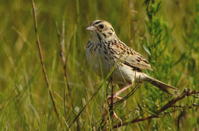 Baird’s Sparrow