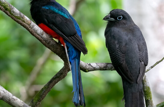 Baird’s Trogon