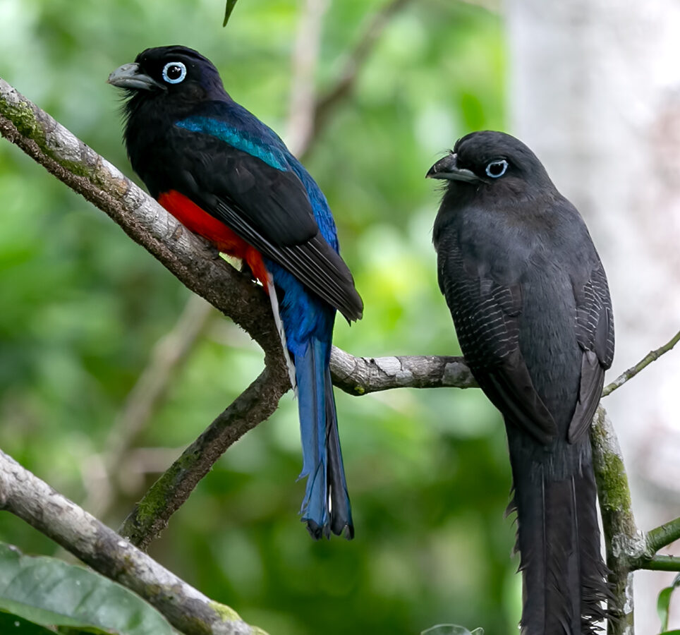 Baird’s Trogon