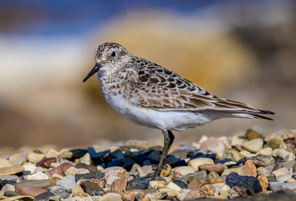 Baird’s Sandpiper