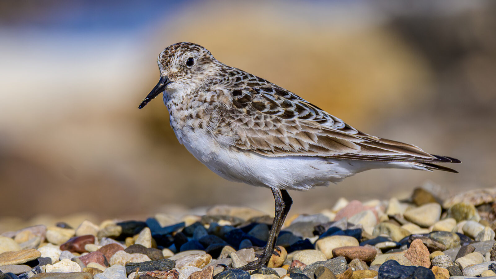 Baird’s Sandpiper