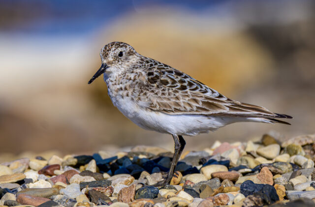 Baird’s Sandpiper
