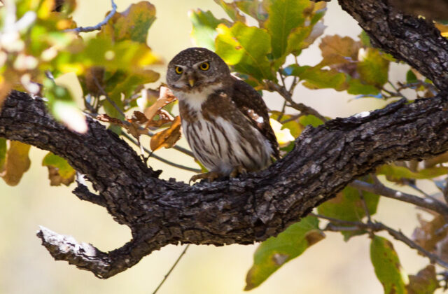 Baja Pygmy Owl