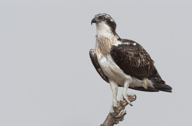 Osprey