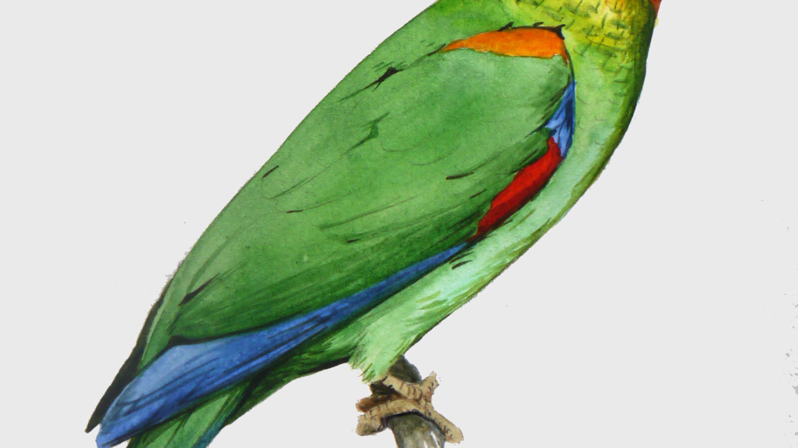 Bald Parrot