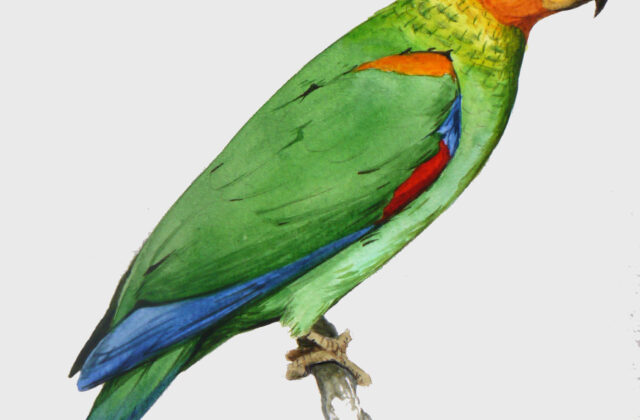 Bald Parrot