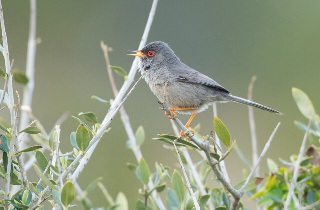 Balearic Warbler