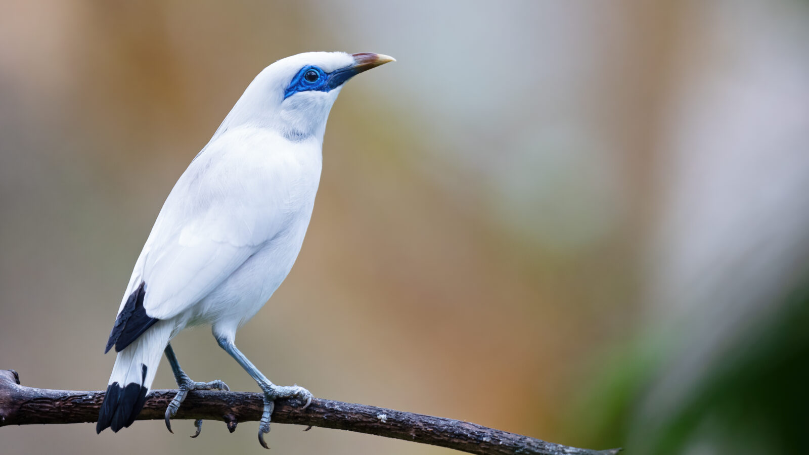 Bali Starling