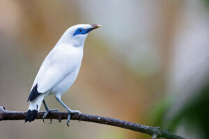 Bali Starling