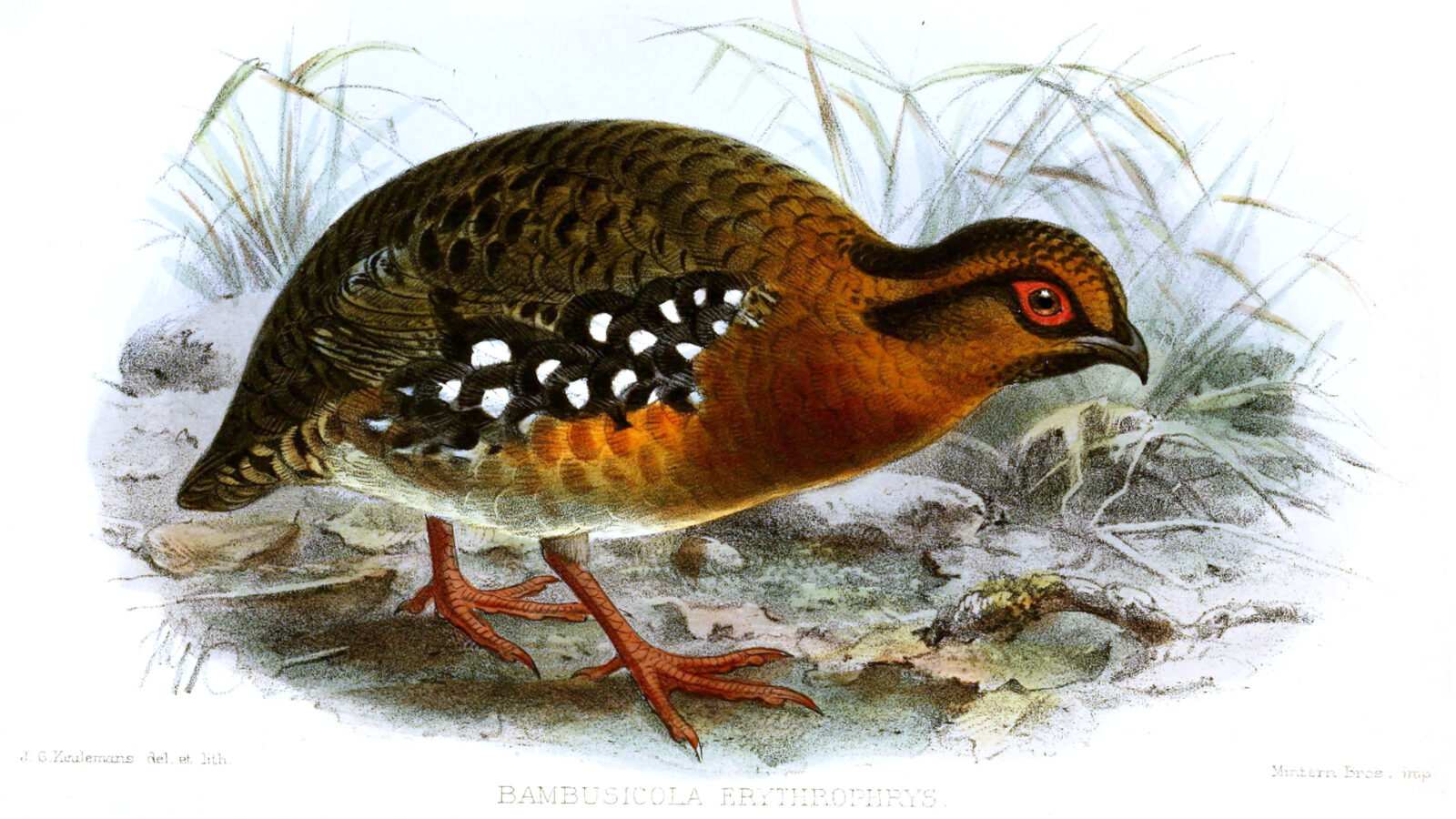 Red-breasted Partridge