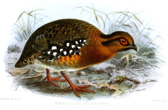 Red-breasted Partridge