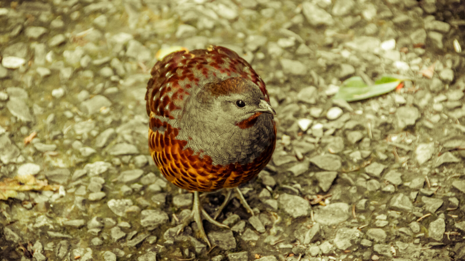 Taiwan Bamboo Partridge