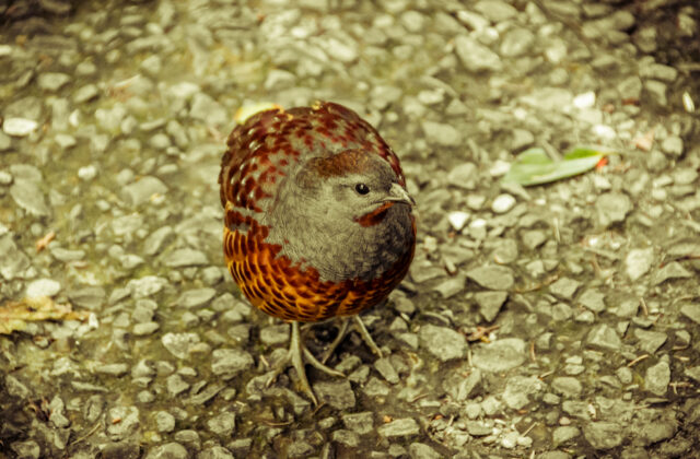Taiwan Bamboo Partridge